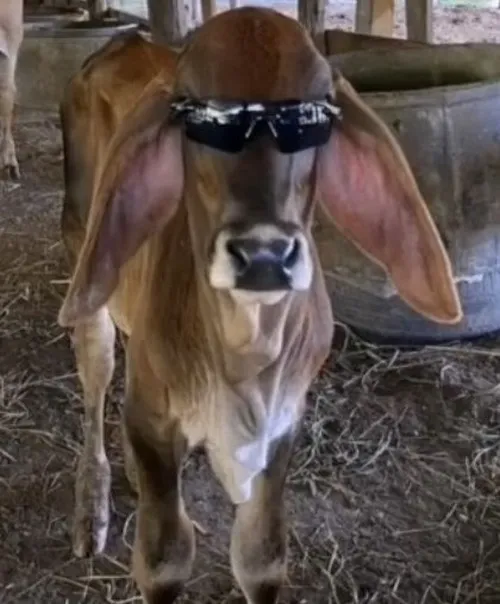 Meme con bò – pha trộn giữa ngây ngô, bực bội và châm chọc