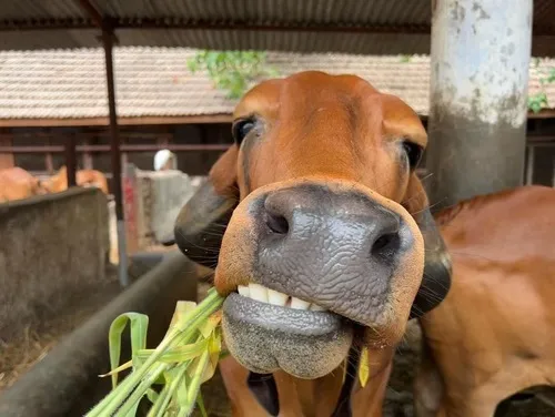 Ảnh vui bò tỉnh lẻ, dân mạng “cười rớt điện thoại”