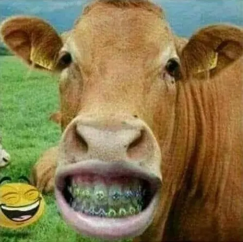 Dân mạng gọi vui “thánh bò đơ”, nhân vật meme hot nhất TikTok