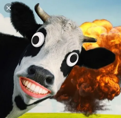 Ảnh vui bò đơ lan TikTok cùng nhạc trend