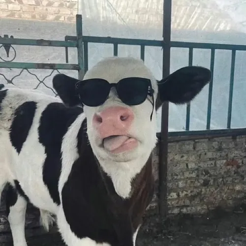 Khi con bò trở thành ngôi sao meme khiến dân mạng “cười bò” thật sự