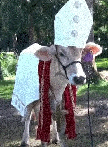 Từ ảnh chụp nông trại đến template meme huyền thoại “bò ngáo”