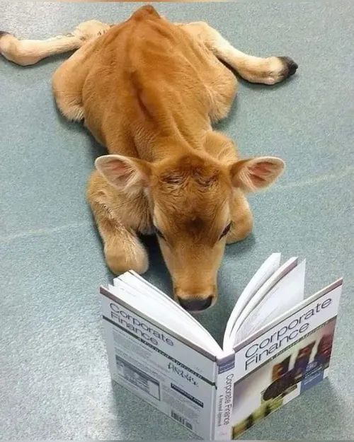 Meme chế con bò biểu cảm ngáo cực dễ thương