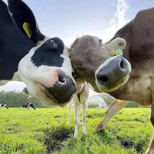 Từ hình tượng ngốc nghếch đến biểu tượng meme lan tỏa khắp mạng