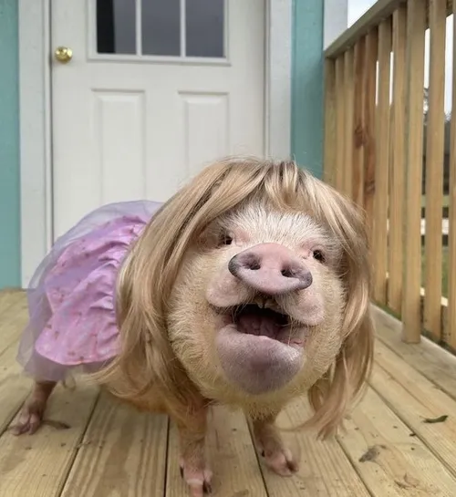 Hình troll con heo đang cầu xin ăn thêm