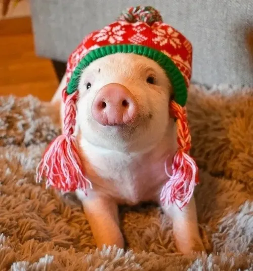 Ảnh chế em mỡ ngáp dài nhìn trời mưa