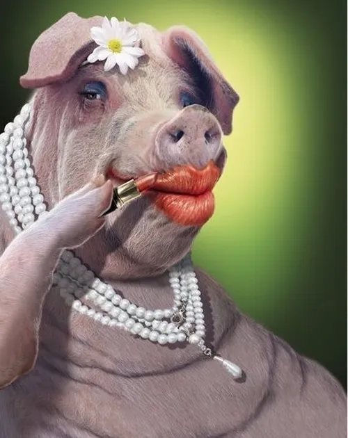 Ảnh chế con heo cười gượng cho qua chuyện