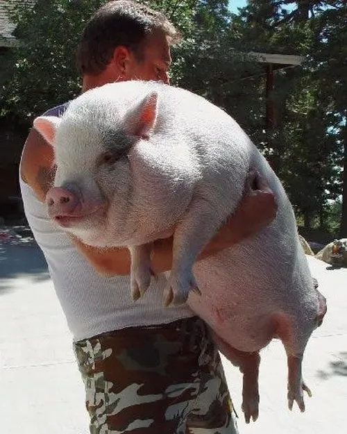 Ảnh chế heo ngáp dài như vừa tan ca