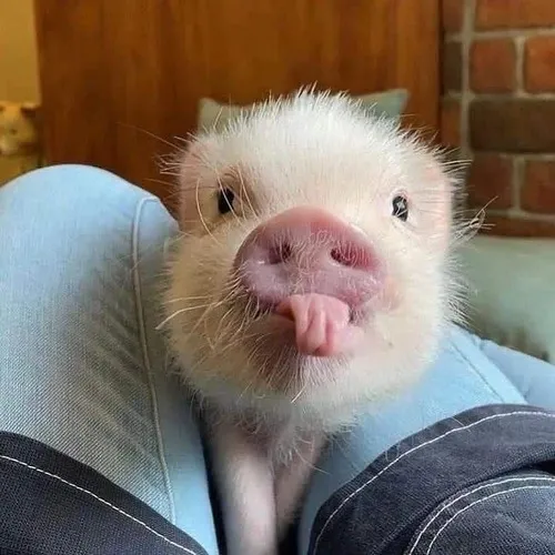 Hình troll boss mập cố gắng giảm cân nhưng fail