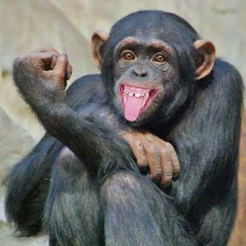 Ảnh chế khỉ gãi đầu, kiểu “nghĩ mà không ra”