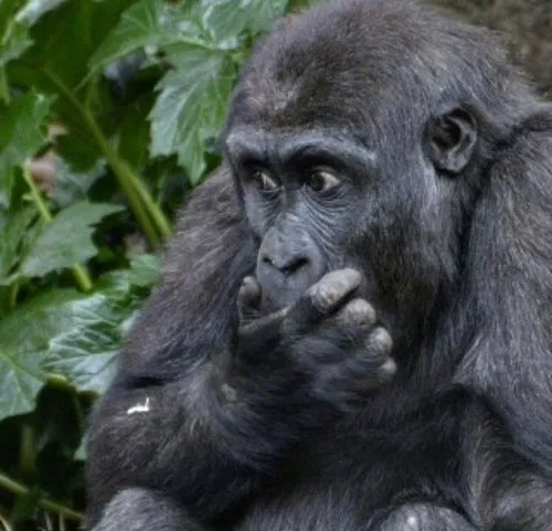 Meme khỉ đưa tay, vibe kiểu “cho em nói với”