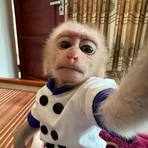 Meme khỉ thắc mắc, mặt ngơ ngác đáng yêu