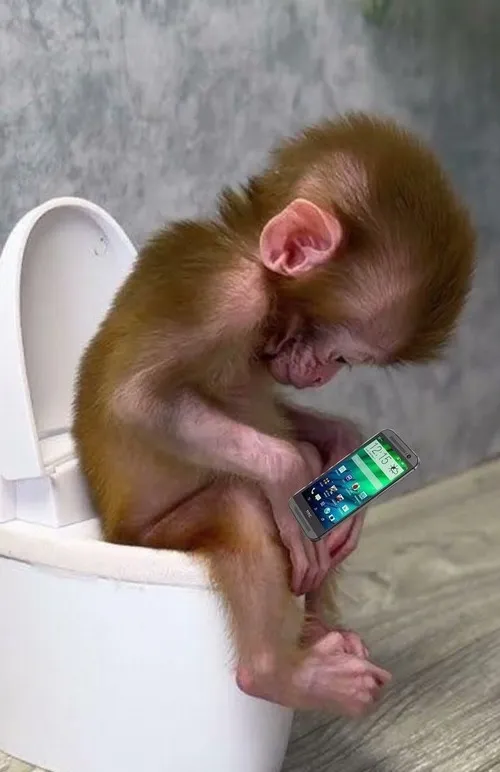 Ảnh troll khỉ giơ tay, mood “thưa cô em có ý kiến”