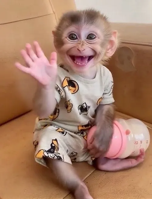 Meme khỉ ngậm ngón tay, nhìn mà thương không chịu nổi