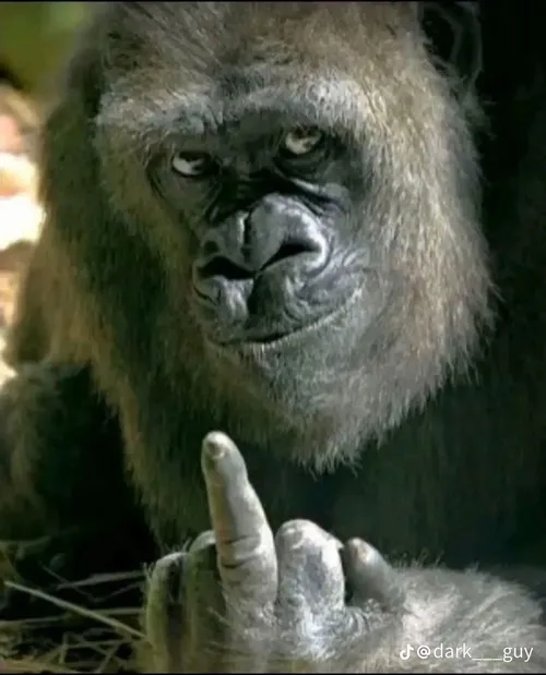 Hình chế khỉ thở oxy sau pha căng cực độ