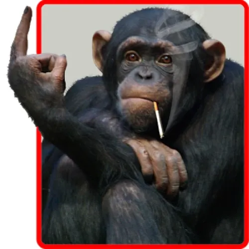 Meme khỉ suy nghĩ, biểu cảm căng não cực hài