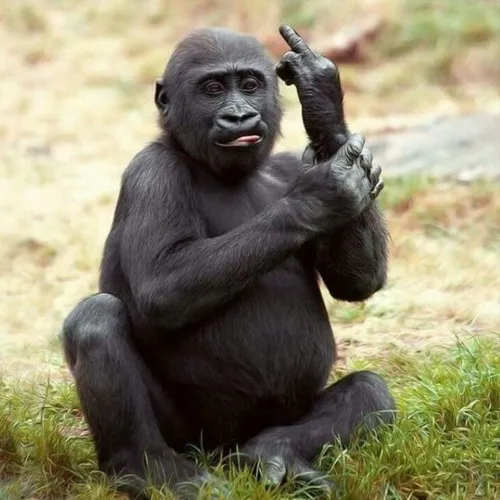 Meme khỉ chu mỏ, trend TikTok “đáng yêu khó tả”