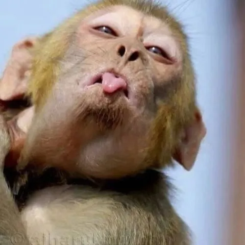 Khỉ ngơ ngác – gương mặt vàng trong làng ảnh chế