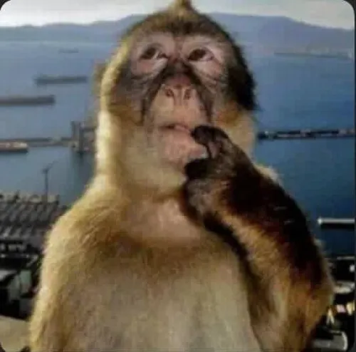 Hành trình meme khỉ chiếm sóng mạng xã hội Việt