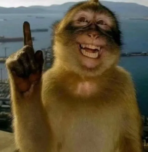 Khỉ troll: từ clip vui thành meme triệu view