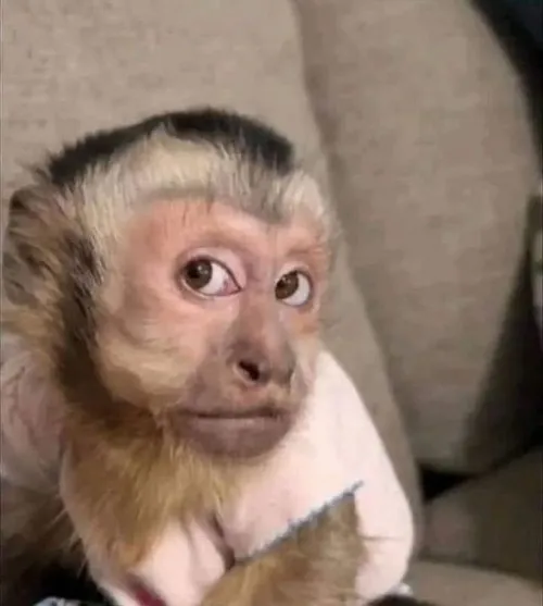 Mặt khỉ nhăn trán – biểu cảm huyền thoại của dân chế ảnh