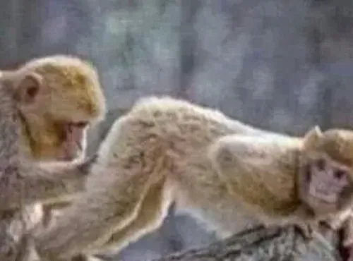 Khi con khỉ thành biểu tượng cảm xúc mạng xã hội