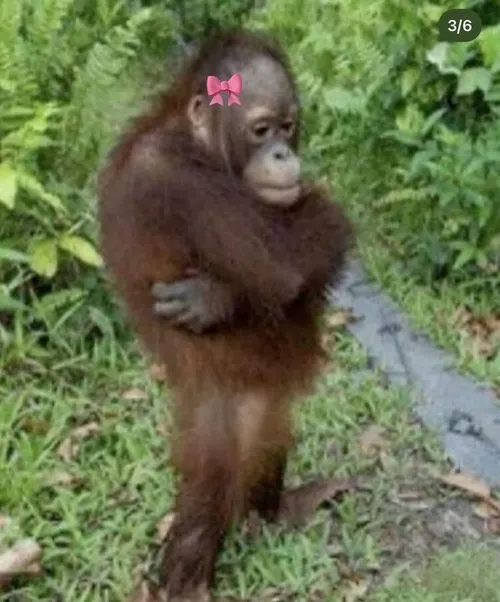 Ảnh vui khỉ đeo tai nghe, mood nghe nhạc chill cực đỉnh