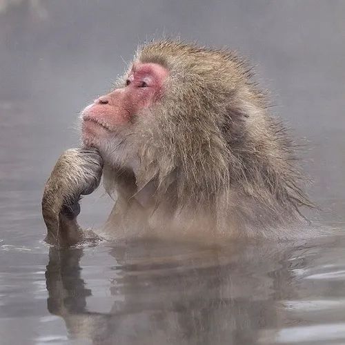 Ảnh chế khỉ chỉ tay lên trời, biểu cảm nghiêm túc mà ngố