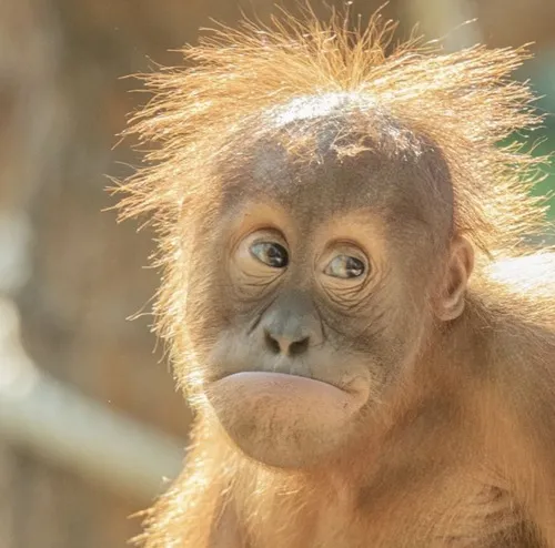 Meme khỉ chỉ tay, vibe kiểu “kìa nó kìa”