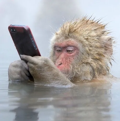 Ảnh hài khỉ cắn móng tay, biểu cảm lo lắng cực dễ thương