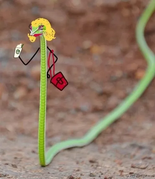 Hình troll rắn dùng trong comment đối đáp