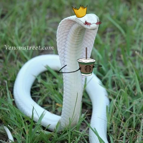 Meme vui rắn độc nhưng vẫn đáng yêu lạ kỳ