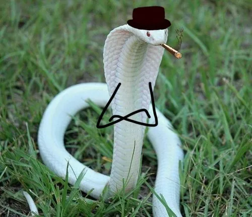 Ảnh chế con rắn đanh đá khiến bạn bè bật cười