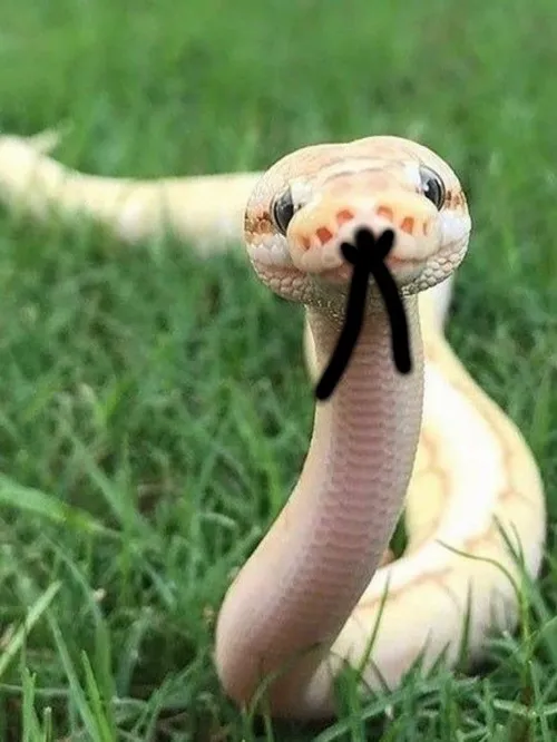 Meme hài rắn phản ánh mối quan hệ “thật giả”