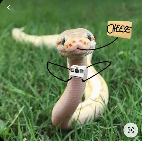 Hình chế rắn mang ý nghĩa ẩn dụ “rắn độc”