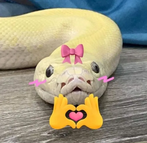 Hình troll rắn ánh mắt lạnh biểu tượng thâm