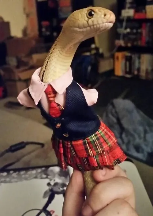 Ảnh troll rắn đối lập hiền dữ khiến ai cũng share