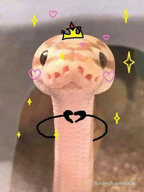 Ảnh troll rắn lan truyền nhờ video TikTok