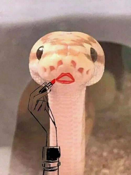 Meme hài phản ứng drama bằng mặt rắn gian