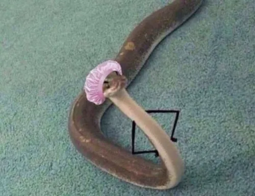 Meme troll rắn được dân mạng remix caption