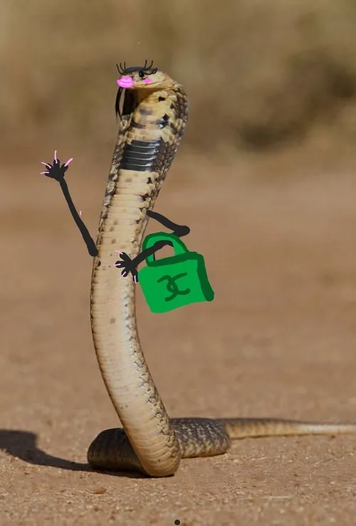 Meme hài rắn lè lưỡi cực hợp trend Gen Z