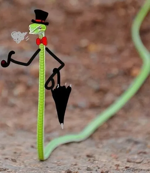 Ảnh vui rắn thể hiện sự tinh ranh mạng xã hội