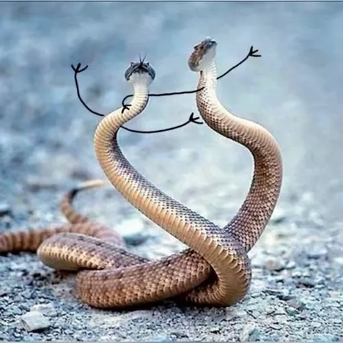 Hình vui rắn lè lưỡi biểu tượng đối nhân khéo