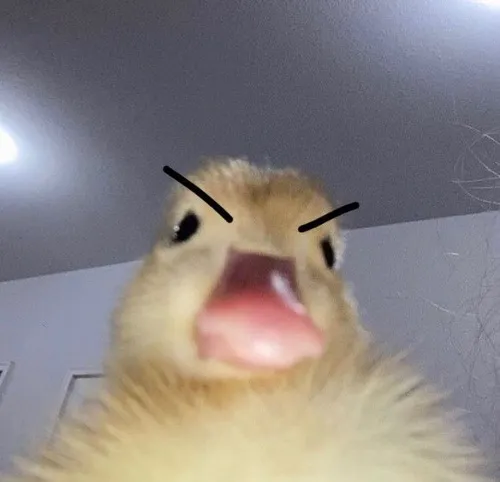 Meme con vịt troll siêu hợp trend hiện tại.