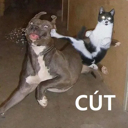 Hình troll thể hiện thái độ “né ra giùm”