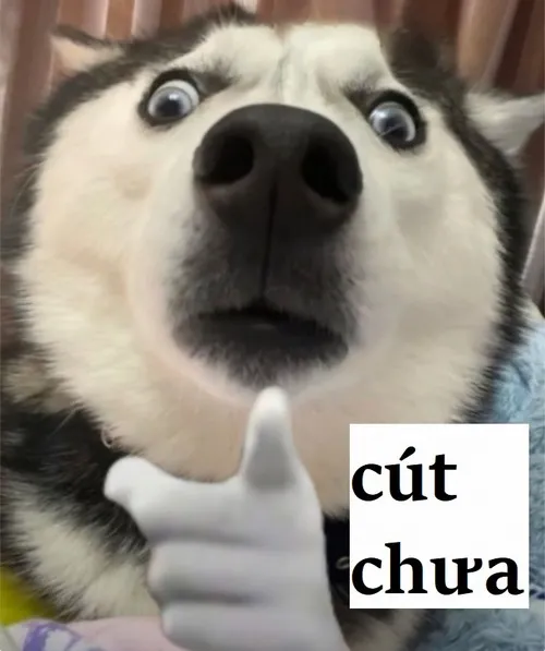 Meme cút dành cho mấy đứa nói dai