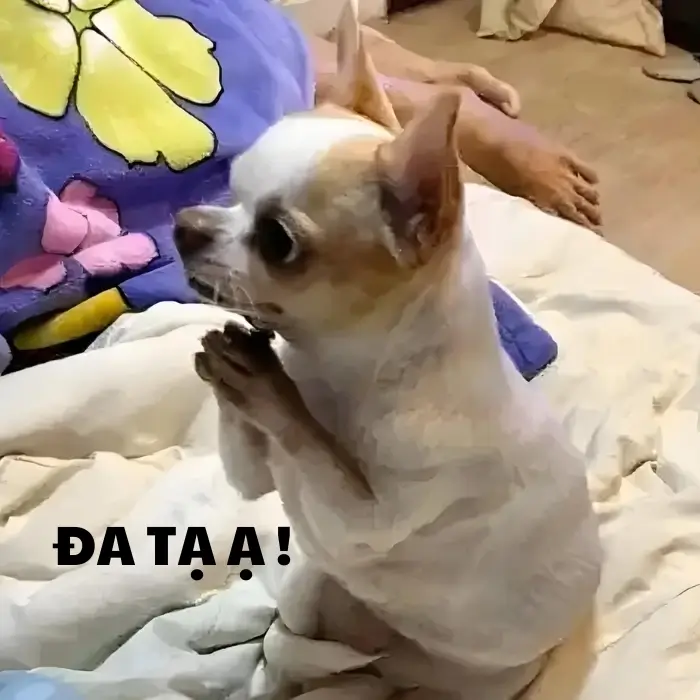 Hình chế biểu cảm cảm kích khó đỡ