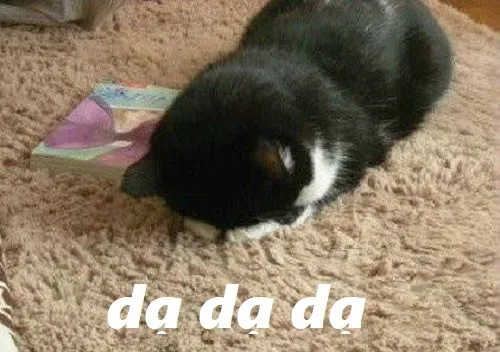 14 Meme dạ nhẹ, biểu cảm ngoan mà lầy