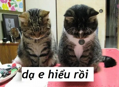 16 Meme dạ e hiểu rồi, chuẩn vibe dân mạng