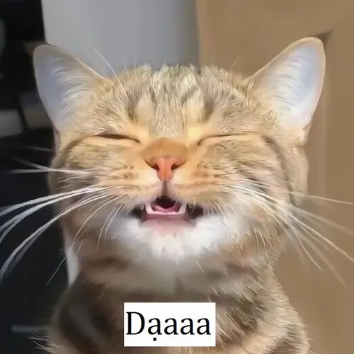 34 Meme dạ dạ, thấm vibe “chịu thua” mỗi ngày